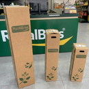 Muda de Umbu Gigante – América Dourada