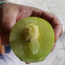 135 Sementes Umbu Gigante