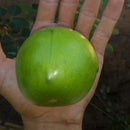 Umbu Gigante 2,5Kg