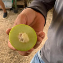 Umbu Gigante – Saco 24 kg