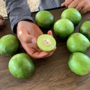 Muda de Umbu Gigante – América Dourada