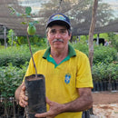 Muda de Umbu Gigante – América Dourada