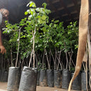 Muda de Umbu Gigante – América Dourada