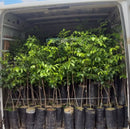 Muda de Umbu Gigante – América Dourada