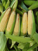 Semente milho 3066 BTMAX - Resistente Milho Verde e Silagem - 1.000 sementes