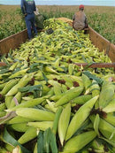 Semente milho 3066 BTMAX - Resistente Milho Verde e Silagem - 1.000 sementes